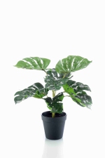 Monstera in plastic pot 9lvs 30cm